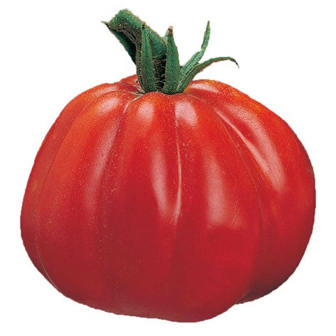 Albenga Oxheart - Heirloom Tomato