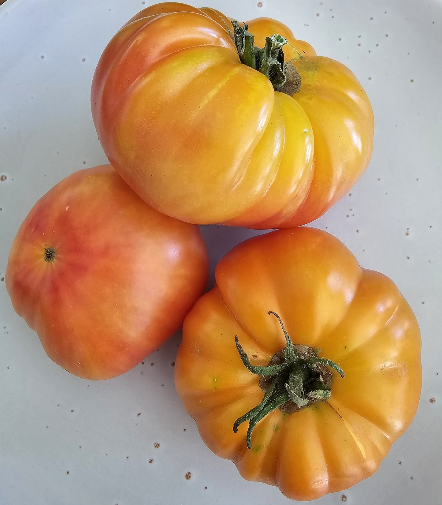 Big Rainbow - Heirloom Tomato