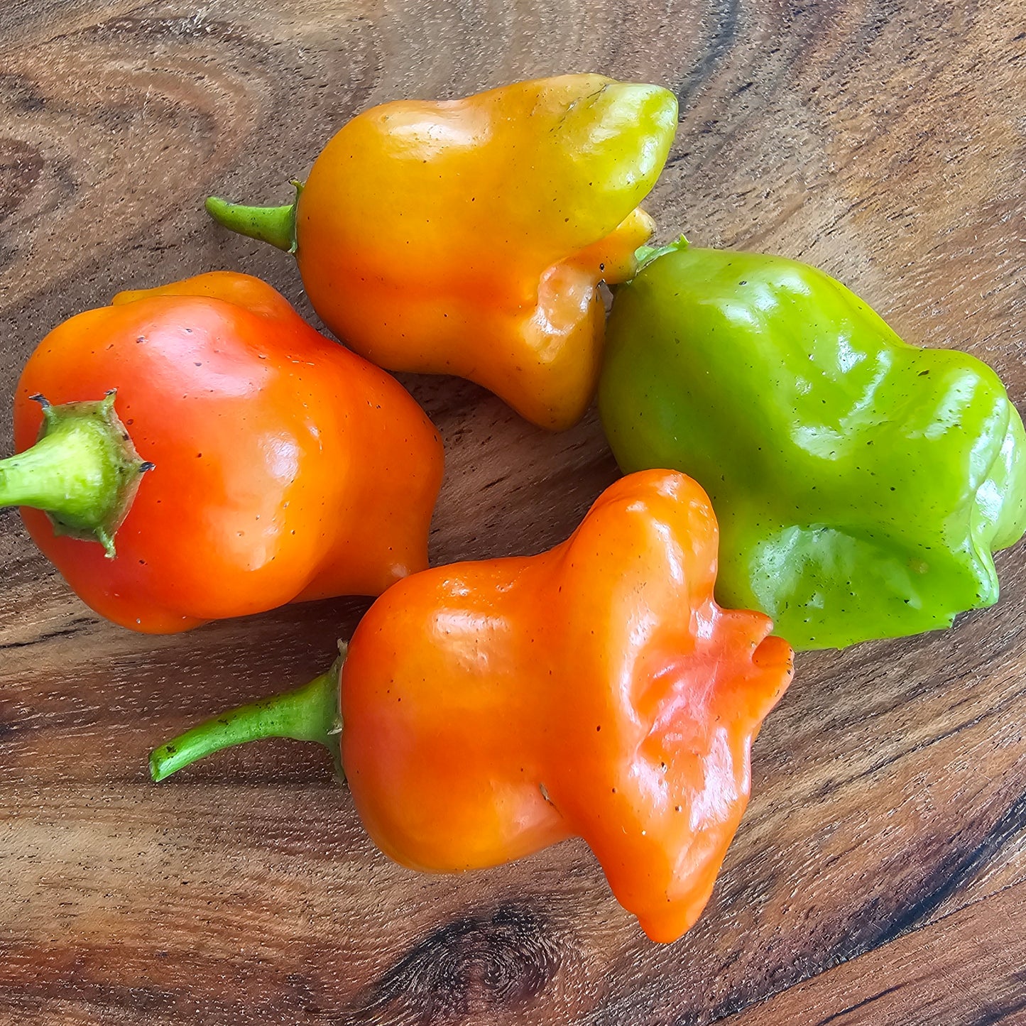 Bishop's Crown Chilli