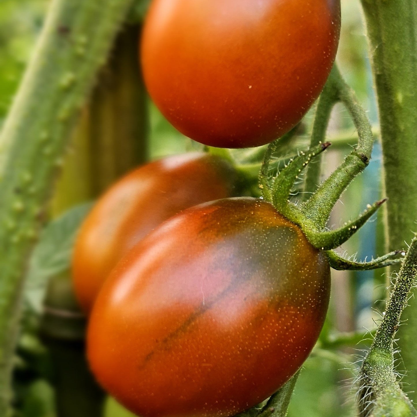 Black Plum - Heirloom Tomato