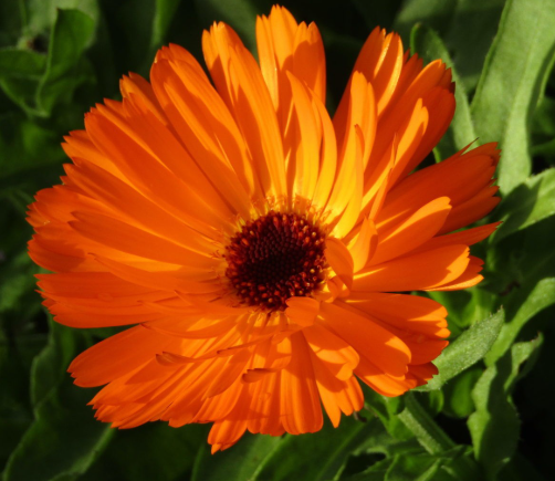 Calendula - Orange