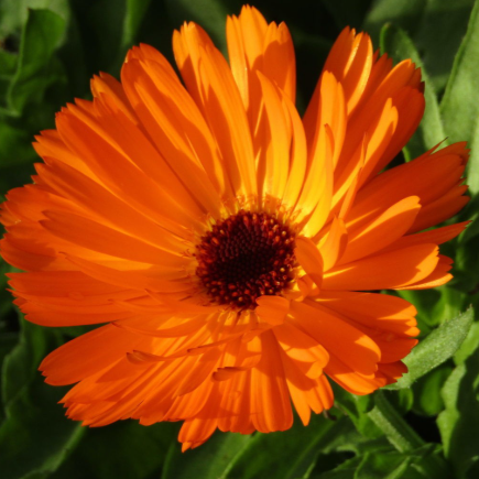 Calendula - Orange