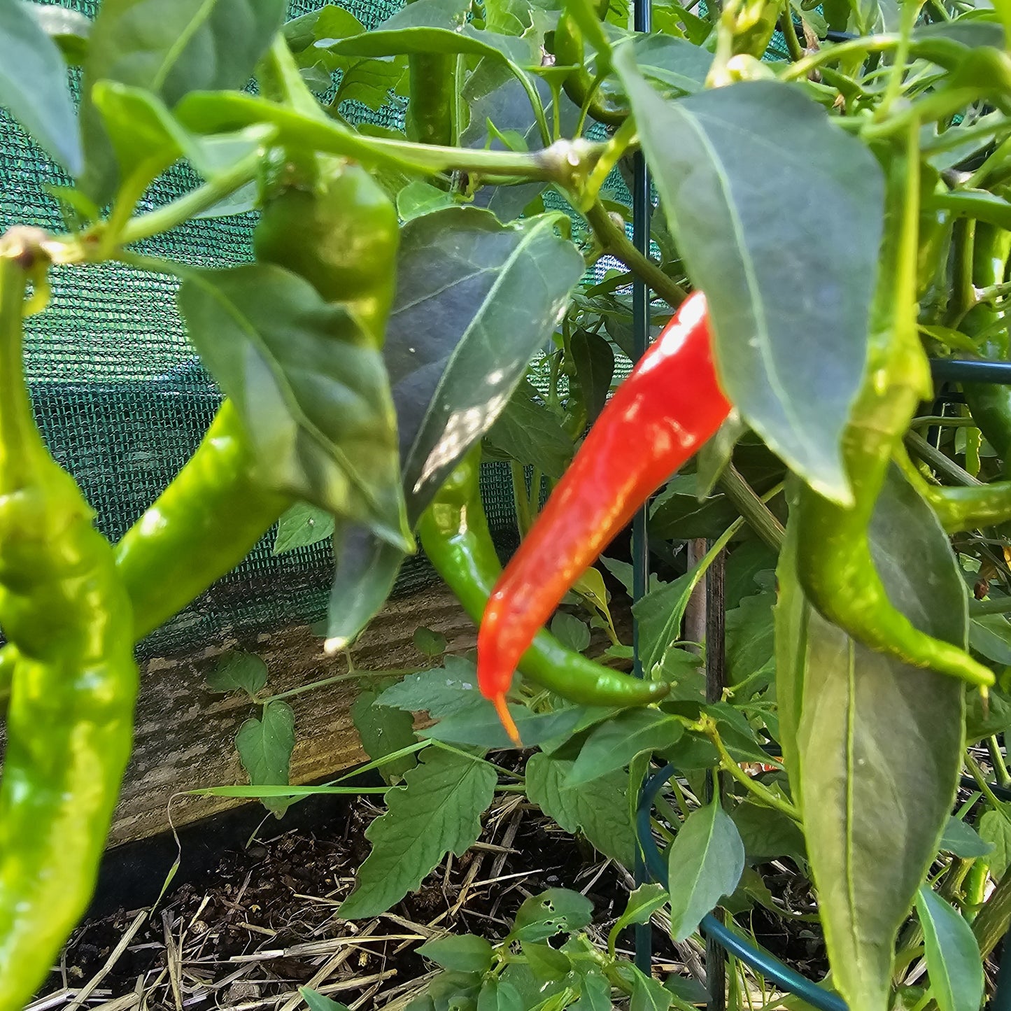 Cayenne - Heirloom Chilli