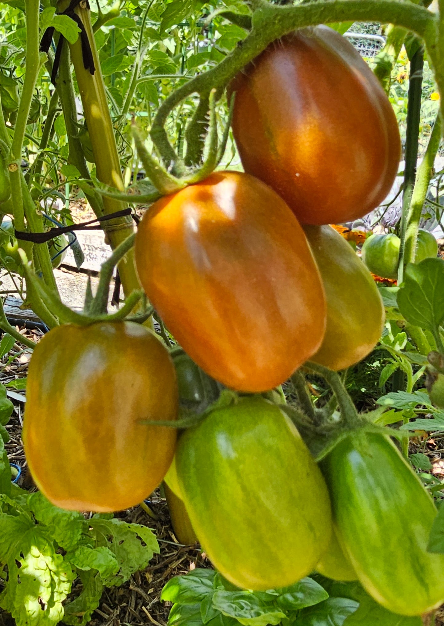 Black Plum - Heirloom Tomato