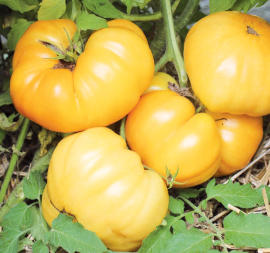 Dr Wyche's Yellow - Heirloom Tomato
