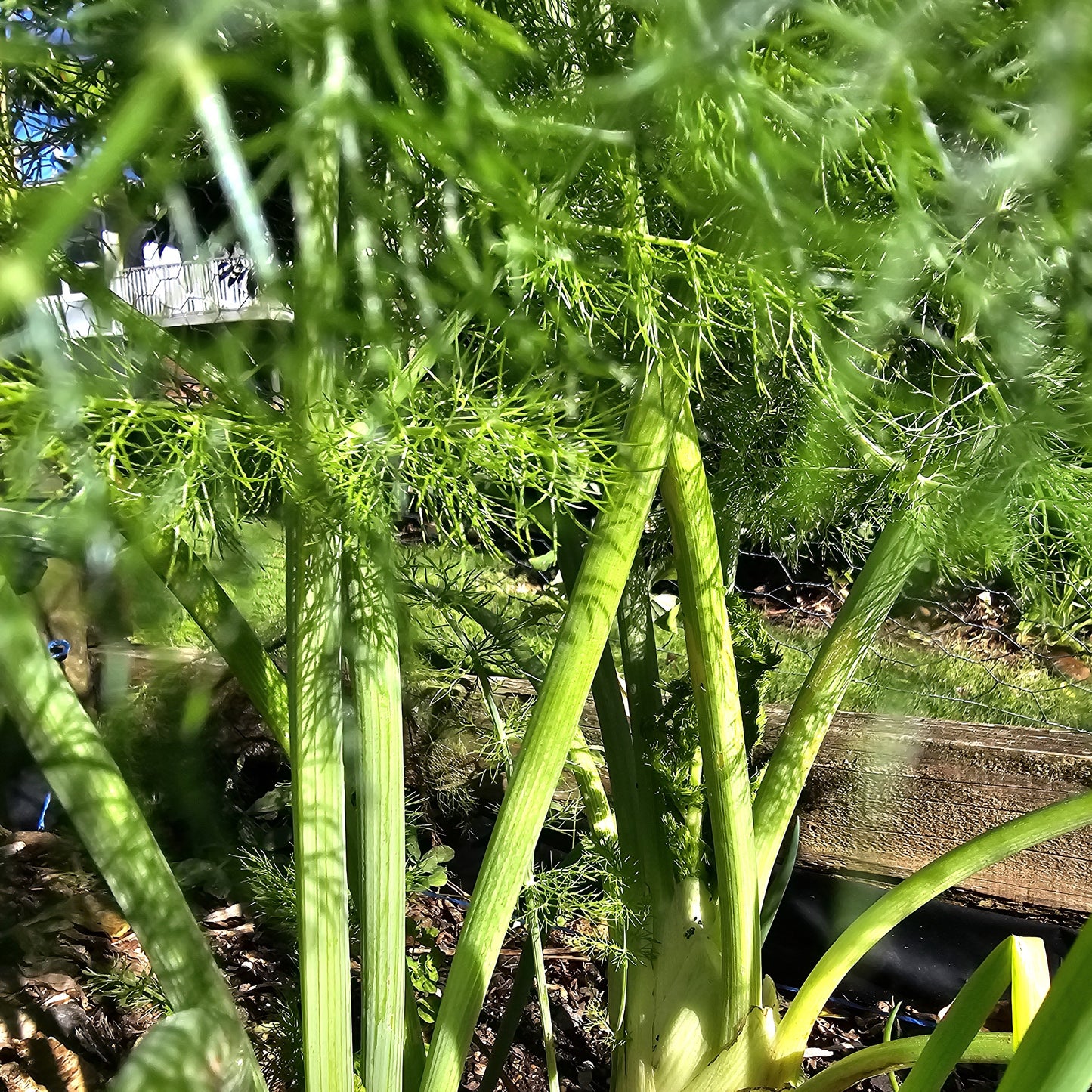 Fennel - Culinary Herb
