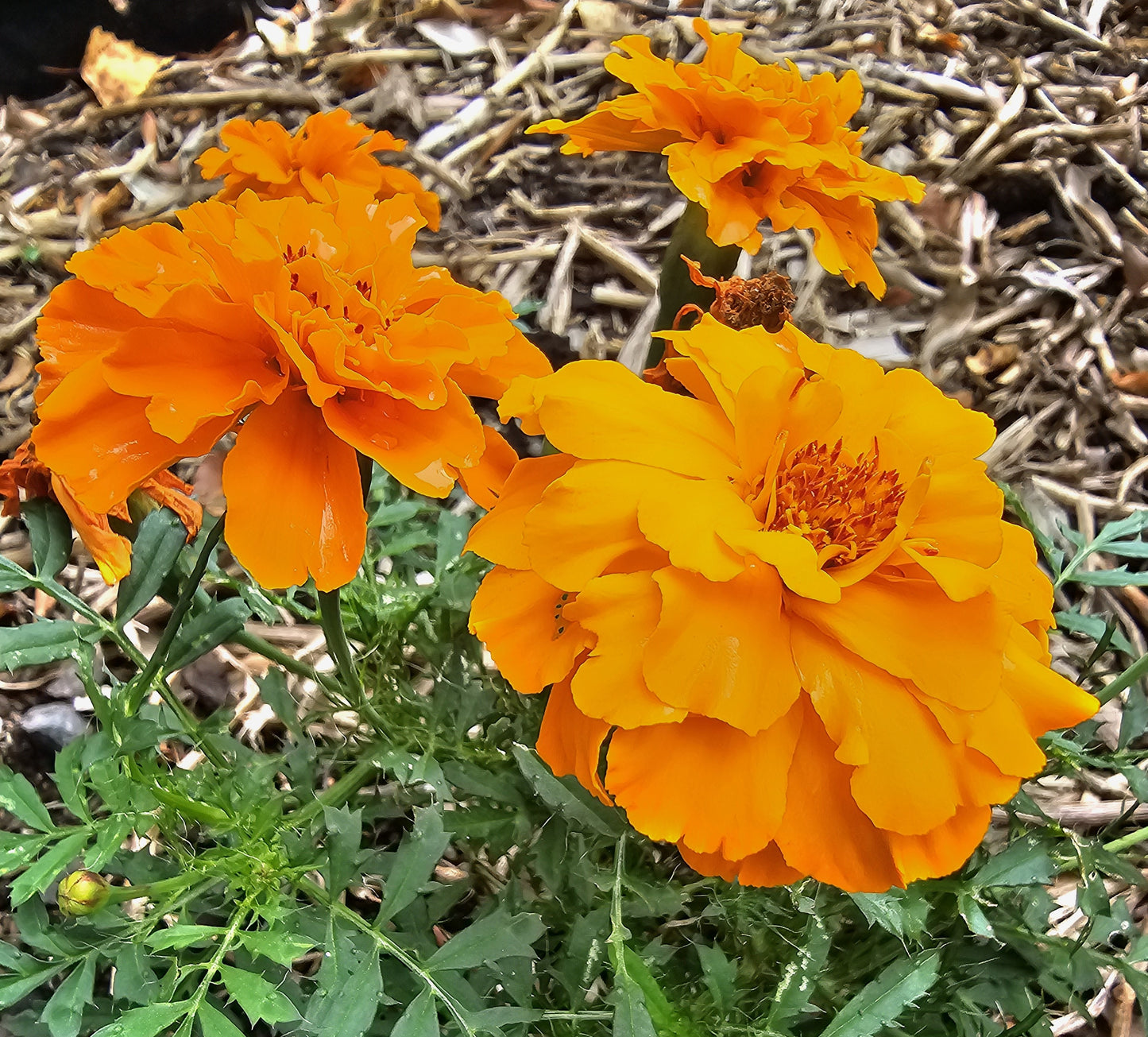 French Marigold