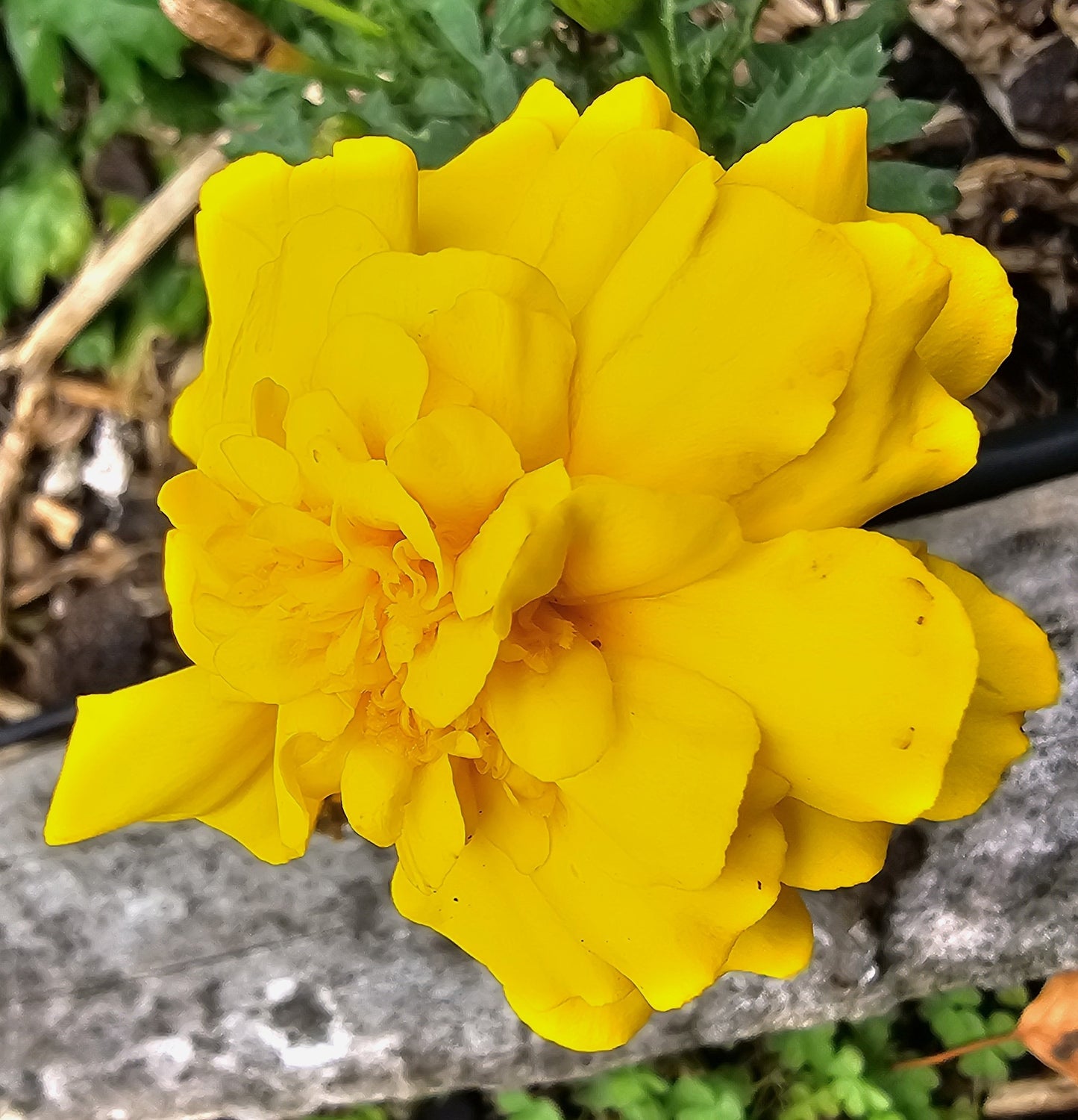 French Marigold