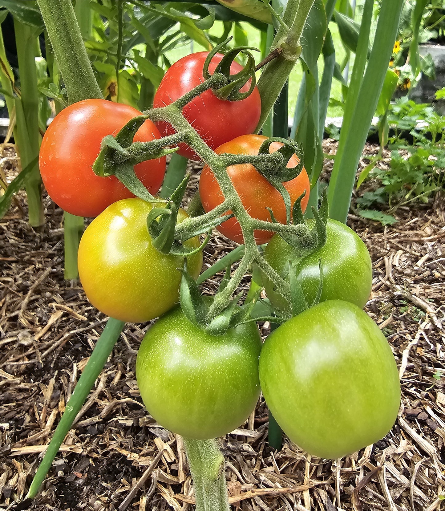 Gardener's Delight - Heirloom Tomato