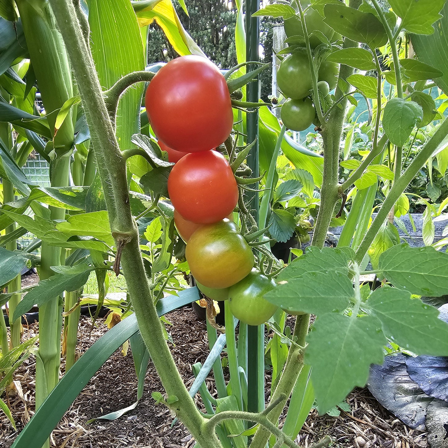 Gardener's Delight - Heirloom Tomato