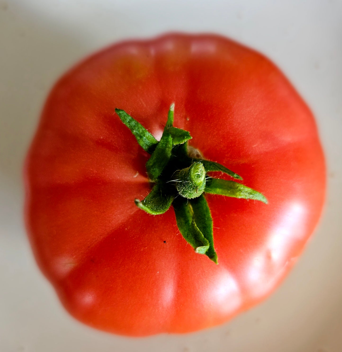 Giant Belgium - Heirloom Tomato