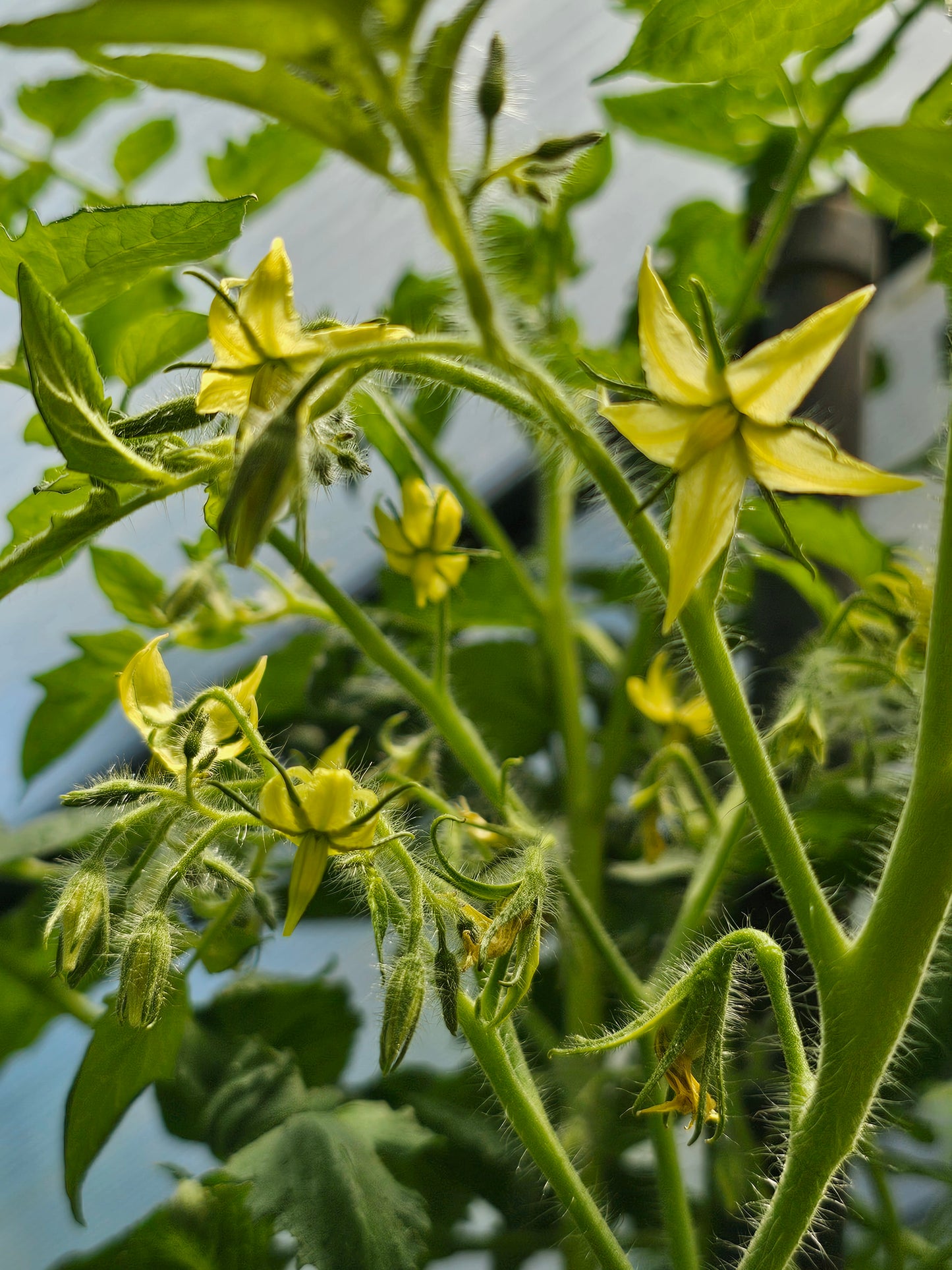 Michael Pollan aka Mint Julep - Heirloom Tomato