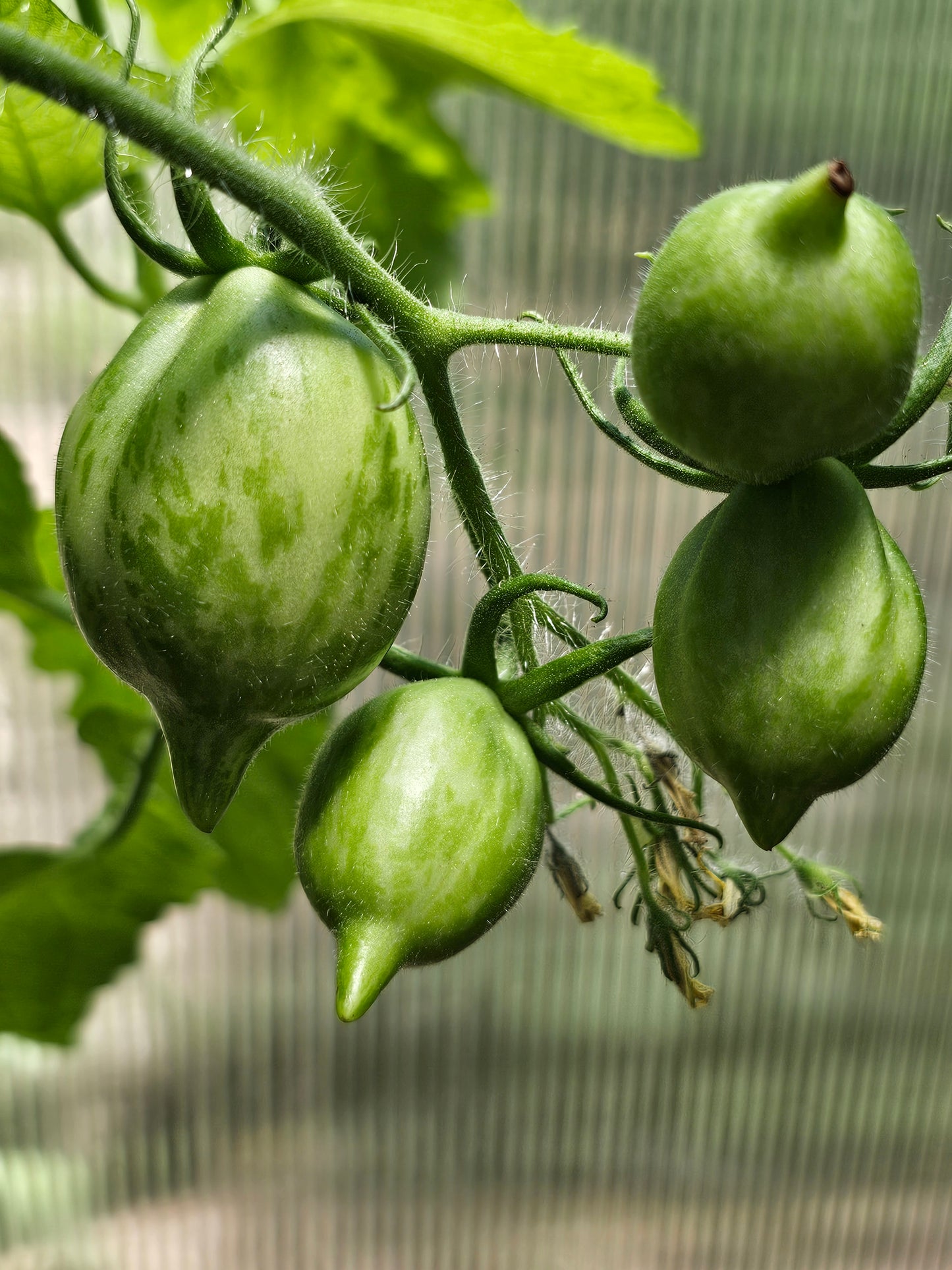 Michael Pollan aka Mint Julep - Heirloom Tomato