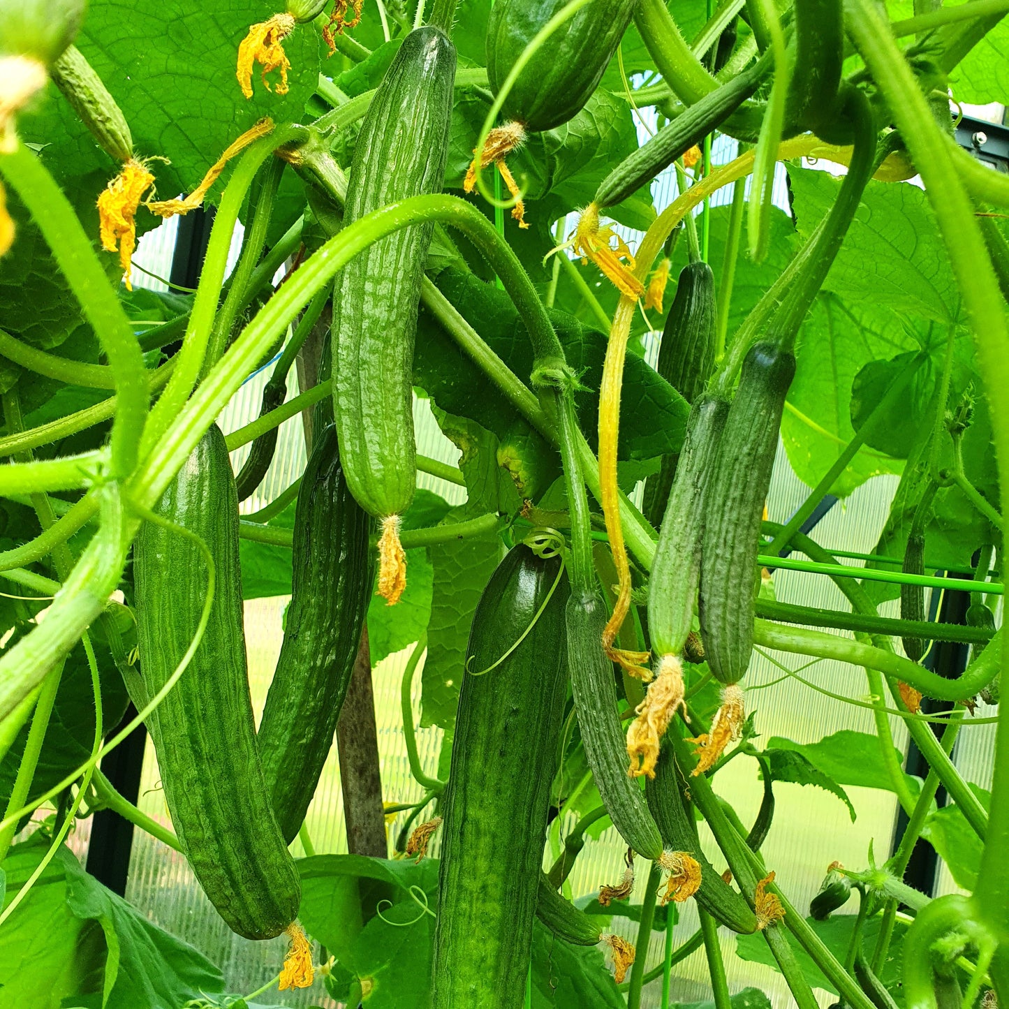 Lebanese Cucumber - Heritage Cucumber