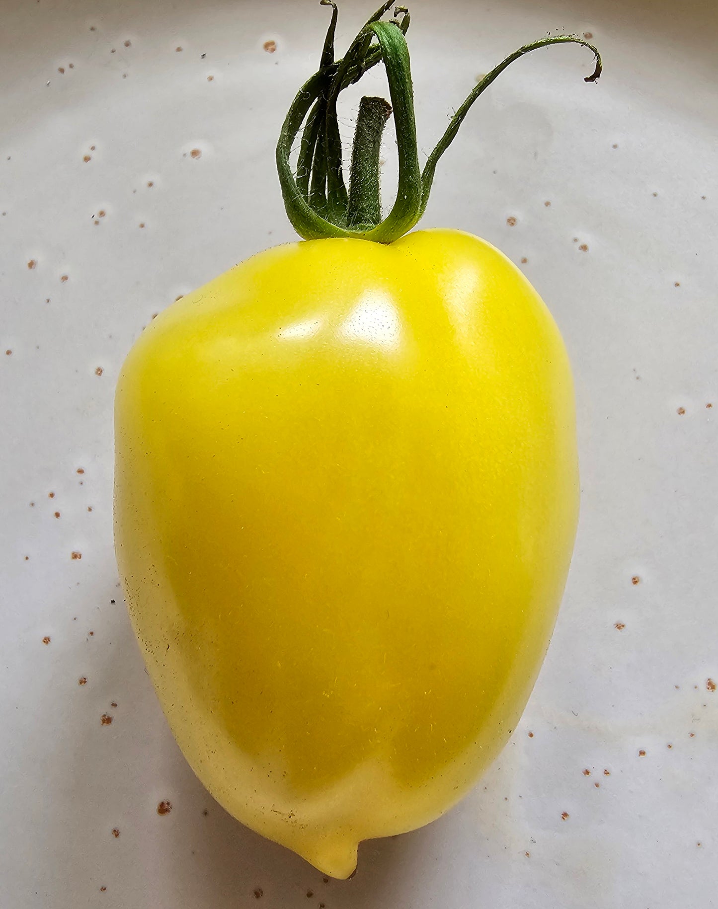 Lemon Tree - Heritage Tomato