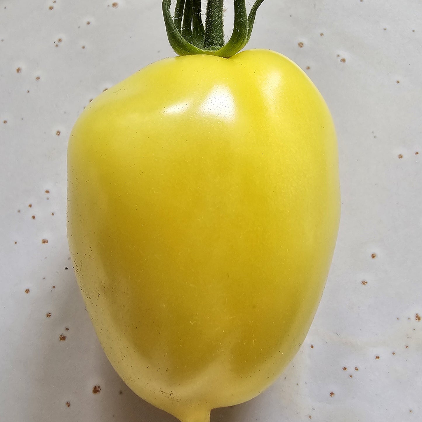 Lemon Tree - Heritage Tomato