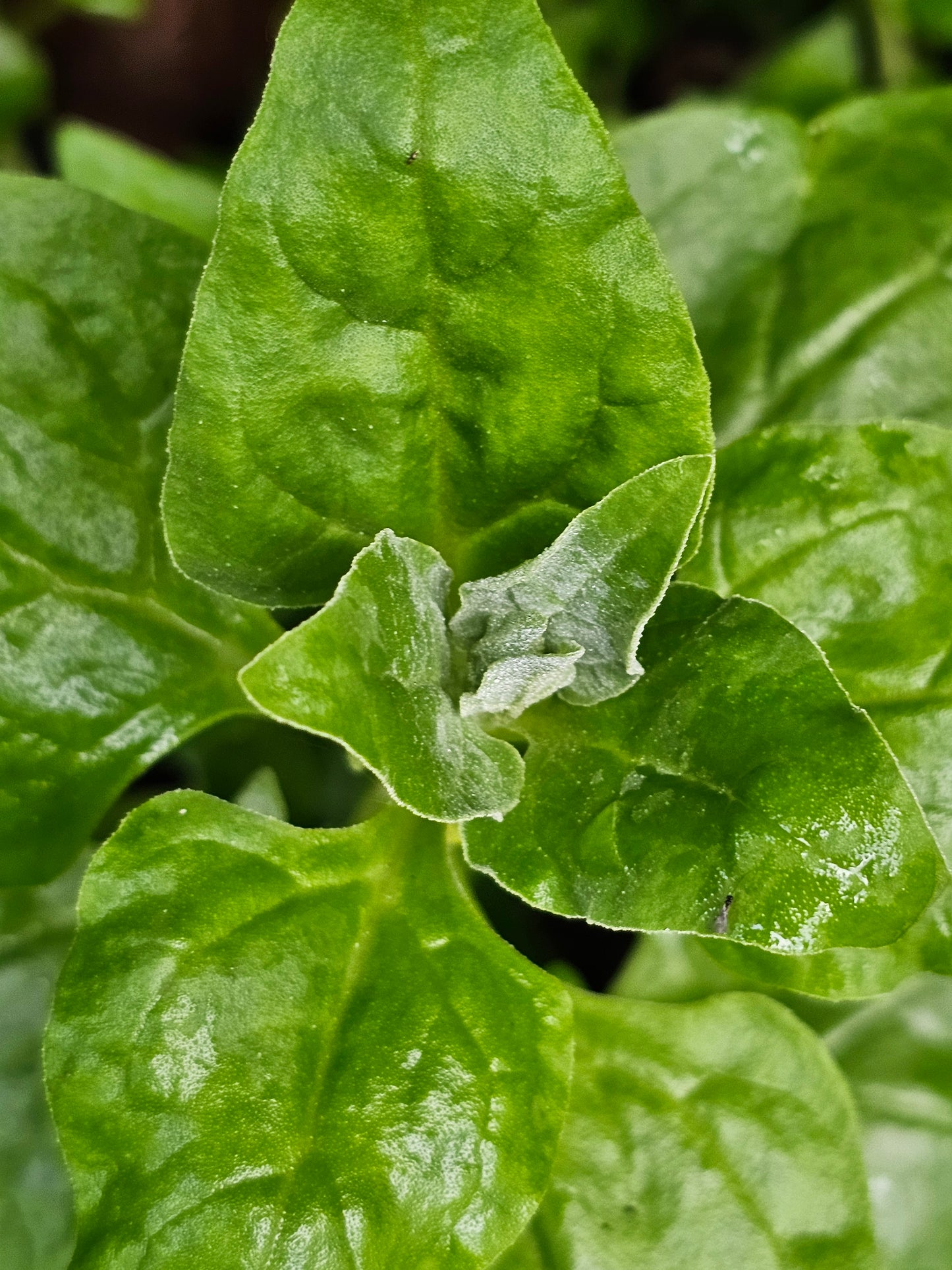 New Zealand Spinach (Kōkihi)