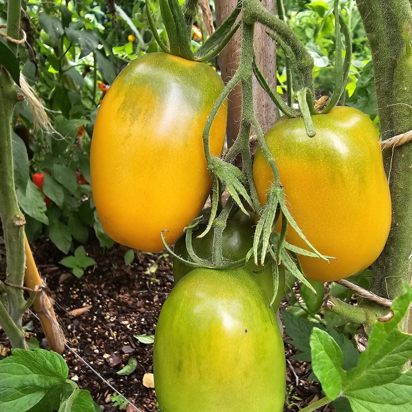 Orange Icicle - Heirloom Tomato