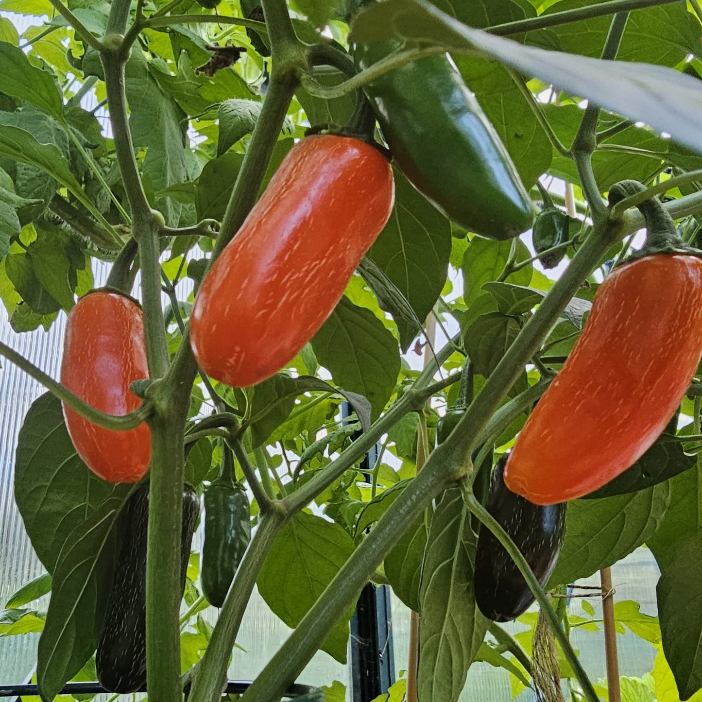 Orange Spice Jalapeño - Heirloom Pepper