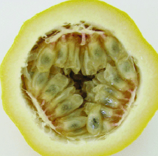 Passionfruit - Sweet Alata