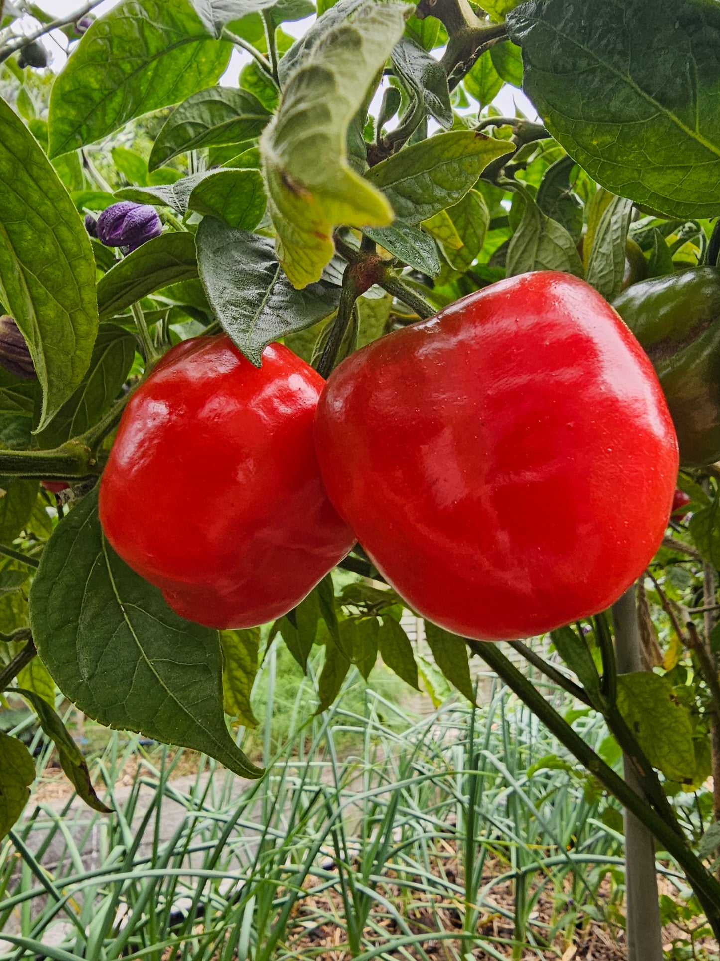 Rocoto Chilli - Capsicum pubescens