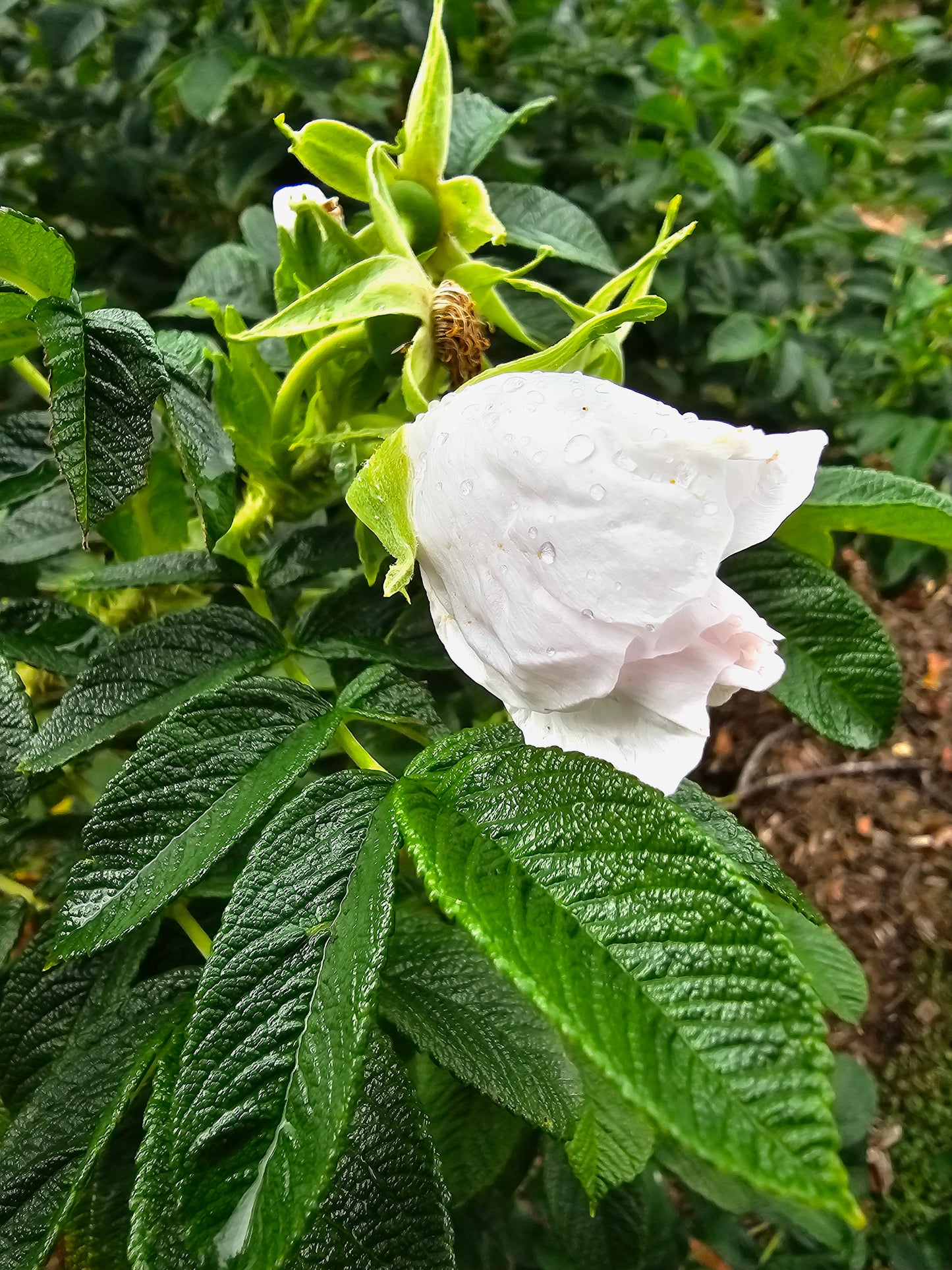 Rugosa Rose - Alba