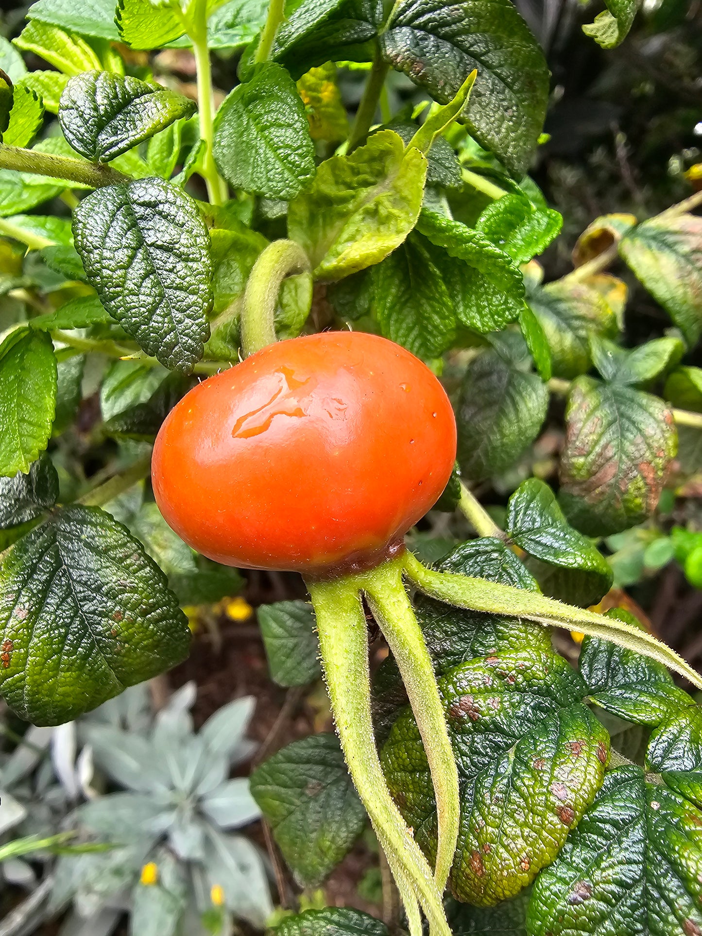 Rugosa Rose - Alba