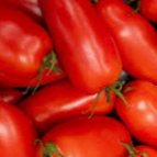 San Marzano - Heirloom Tomato