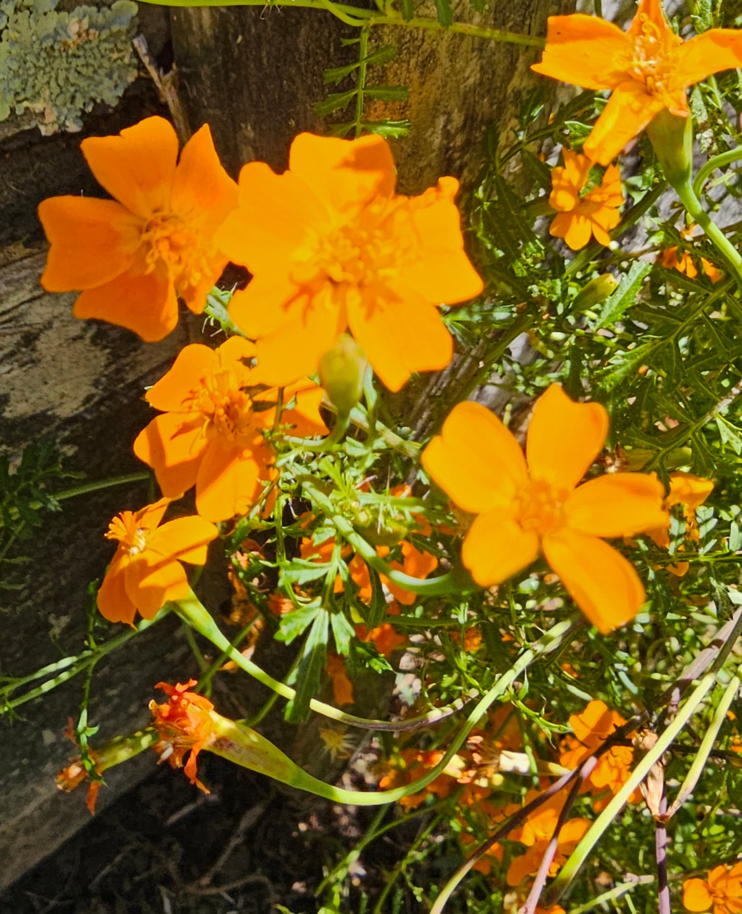 Tagetes Tenuifolia (Signet/Golden/Lemon Marigold)