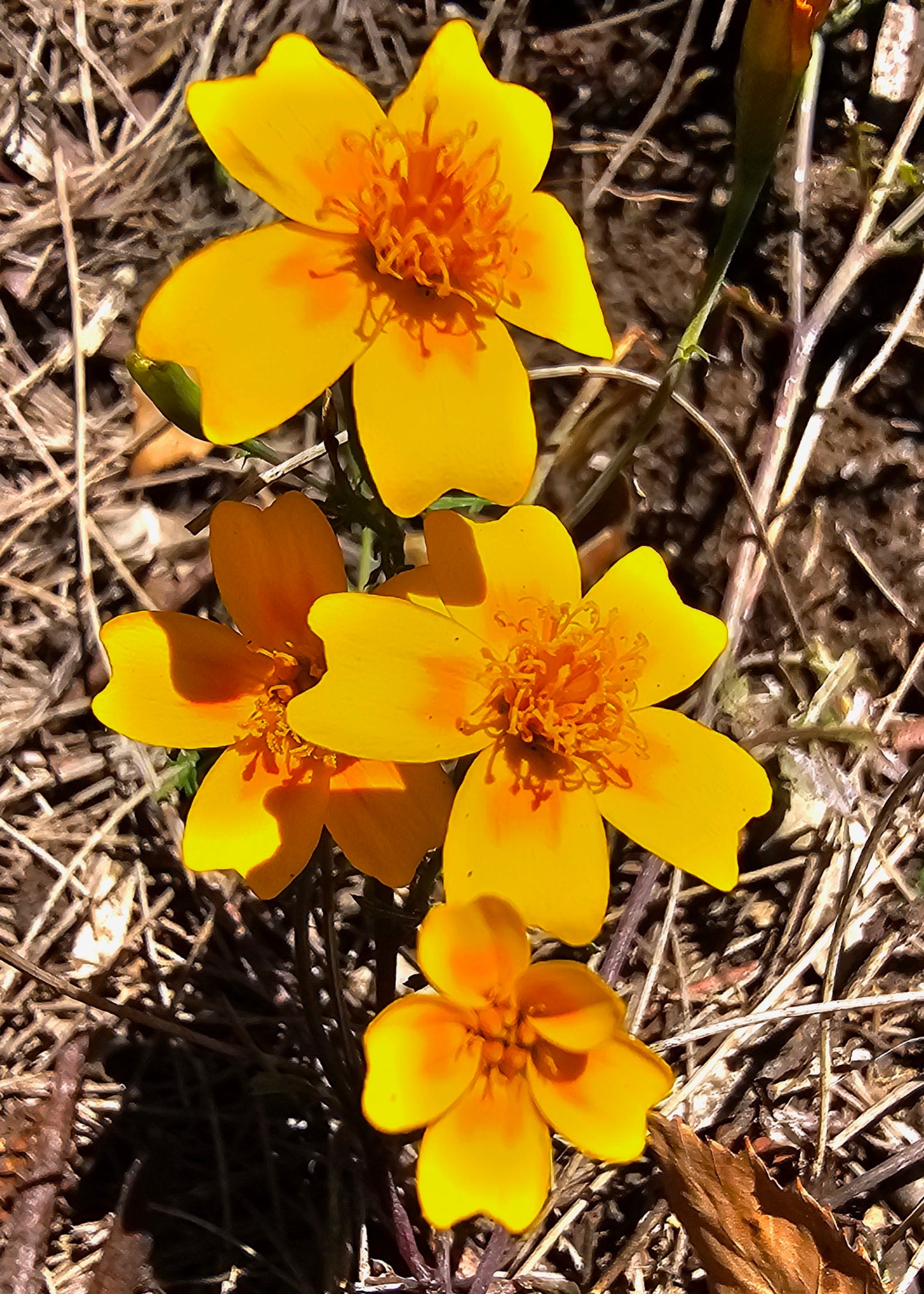 Tagetes Tenuifolia (Signet/Golden/Lemon Marigold)
