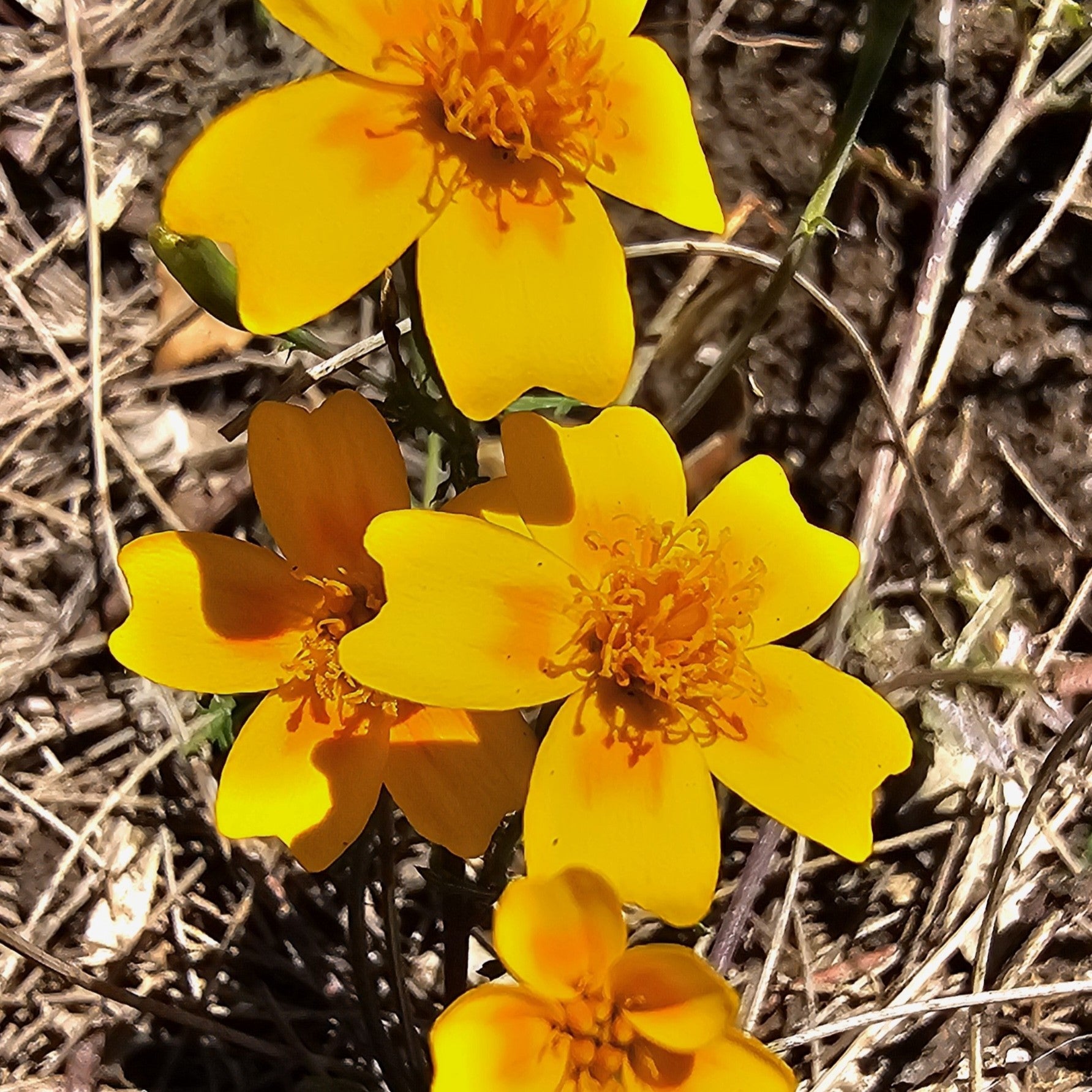 Tagetes Tenuifolia (Signet/Golden/Lemon Marigold) – Seed Savers