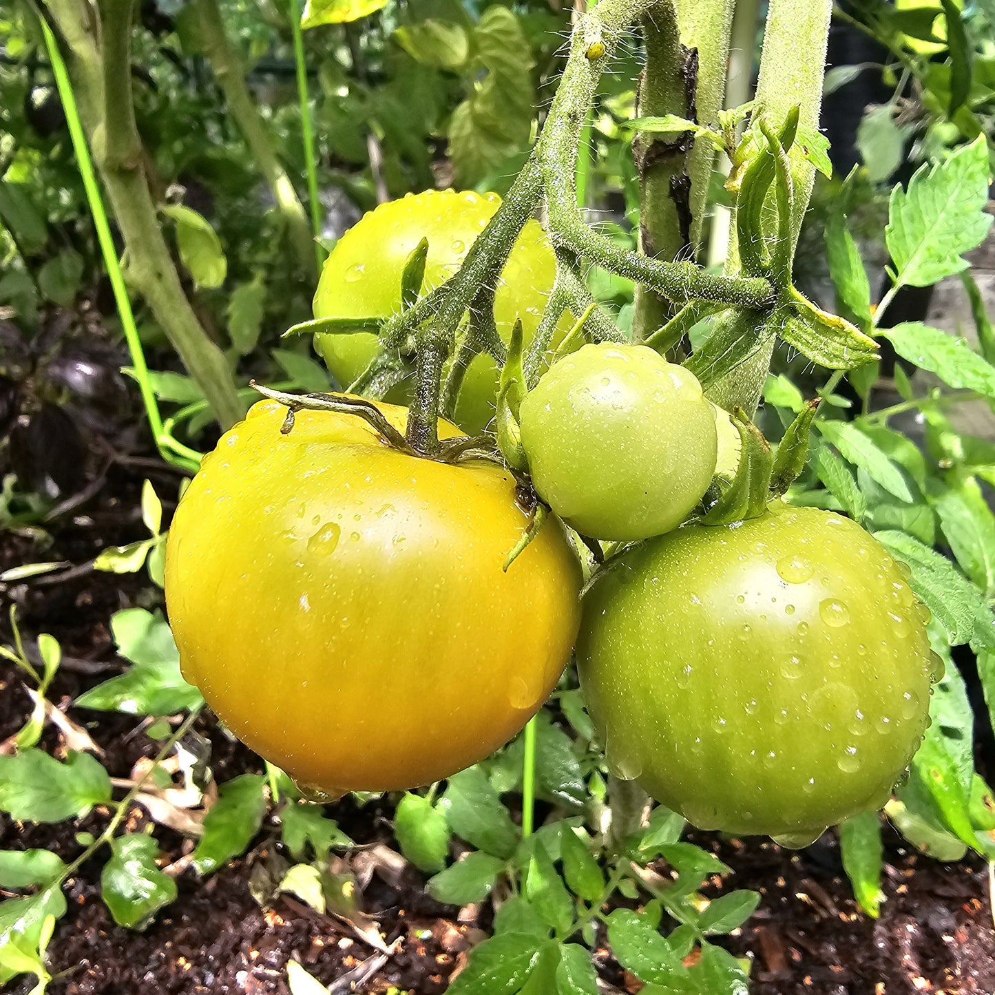 Tangella - Heirloom Tomato
