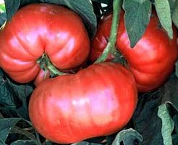Tiffen Mennonite - Heirloom Tomato