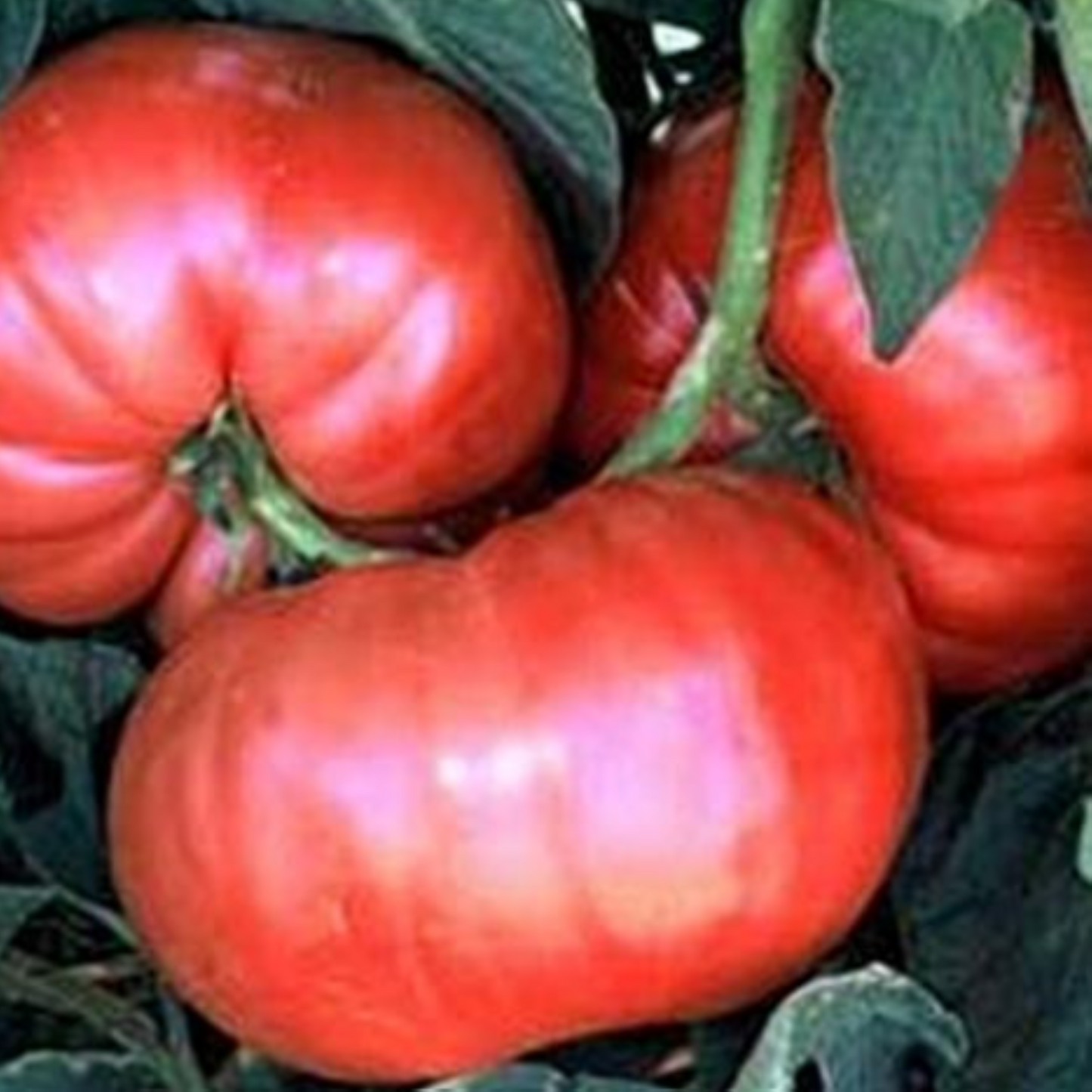 Tiffen Mennonite - Heirloom Tomato