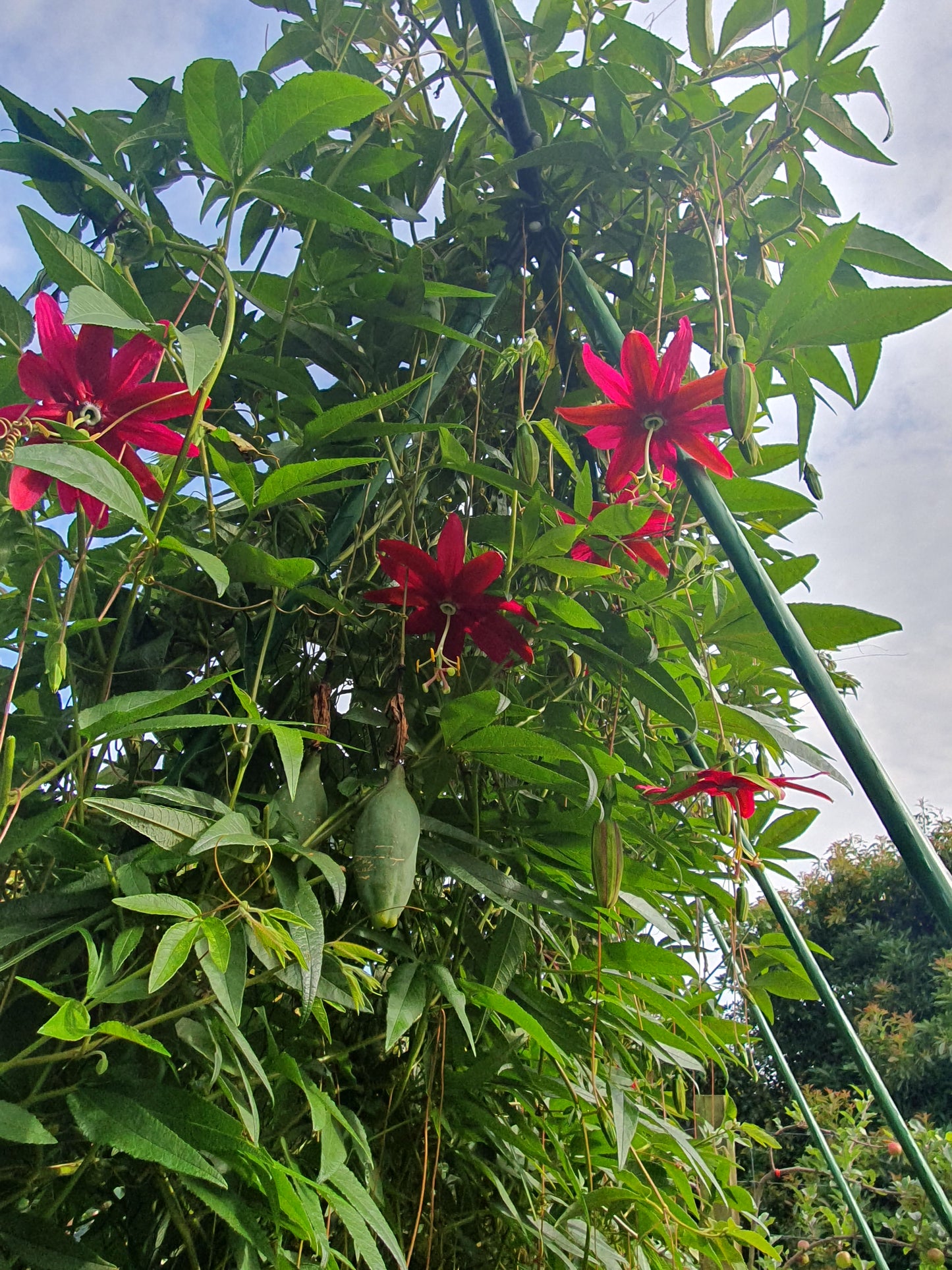 Vanilla Passionfruit (aka Red Banana Passionfruit)