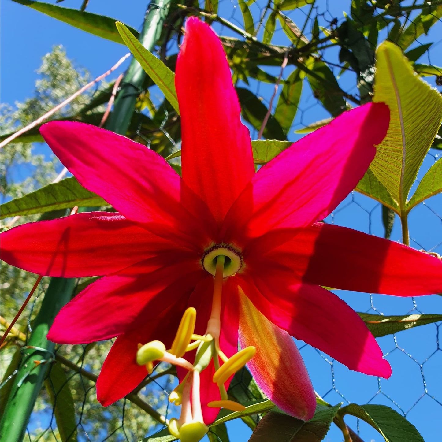 Vanilla Passionfruit (aka Red Banana Passionfruit)