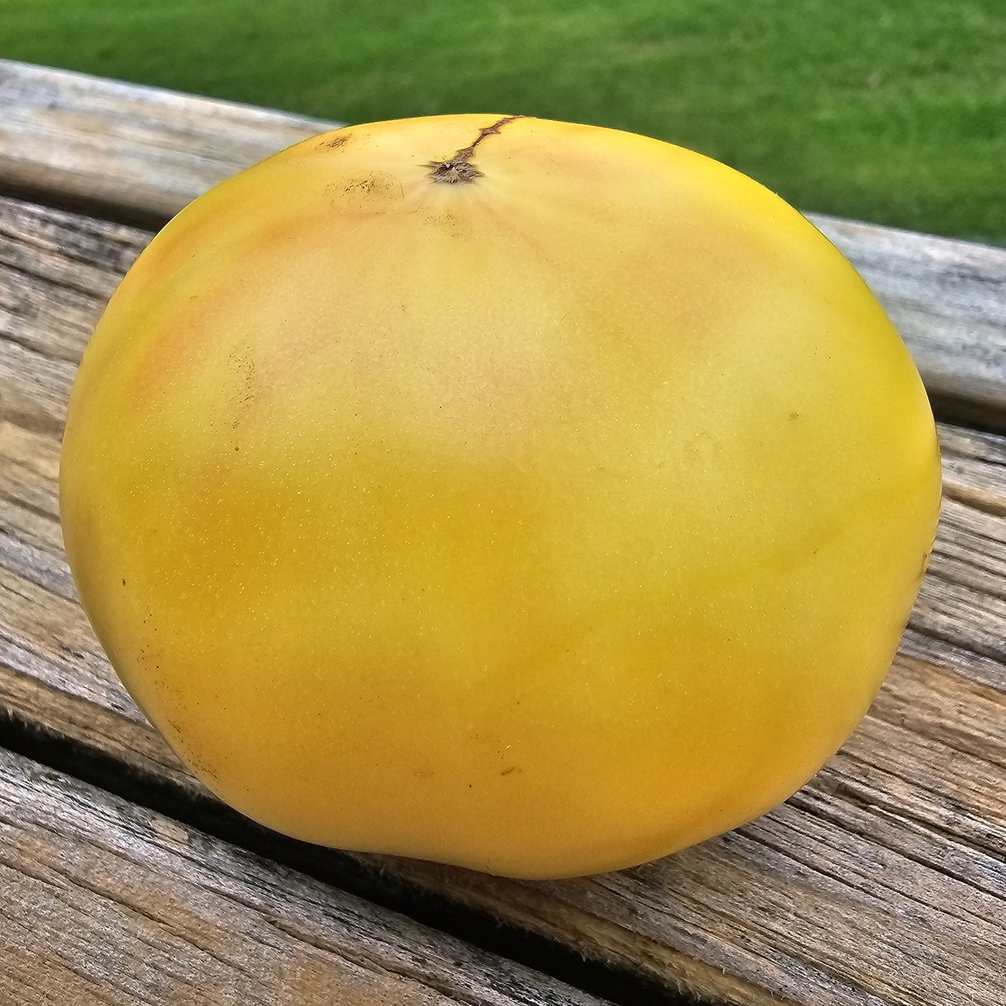 White Wonder - Heirloom Tomato