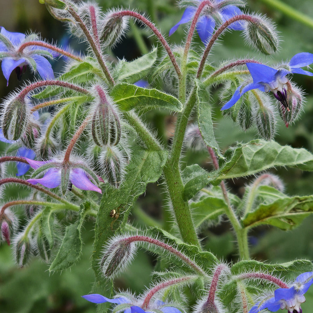 What to do in your garden in Winter....