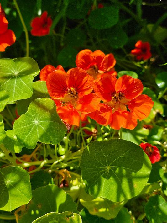 Push for Flowers in the Vege Garden