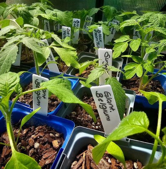 Seed-starting - Understanding When and How