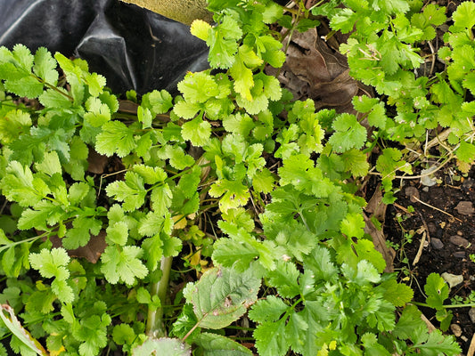 Free plants!
