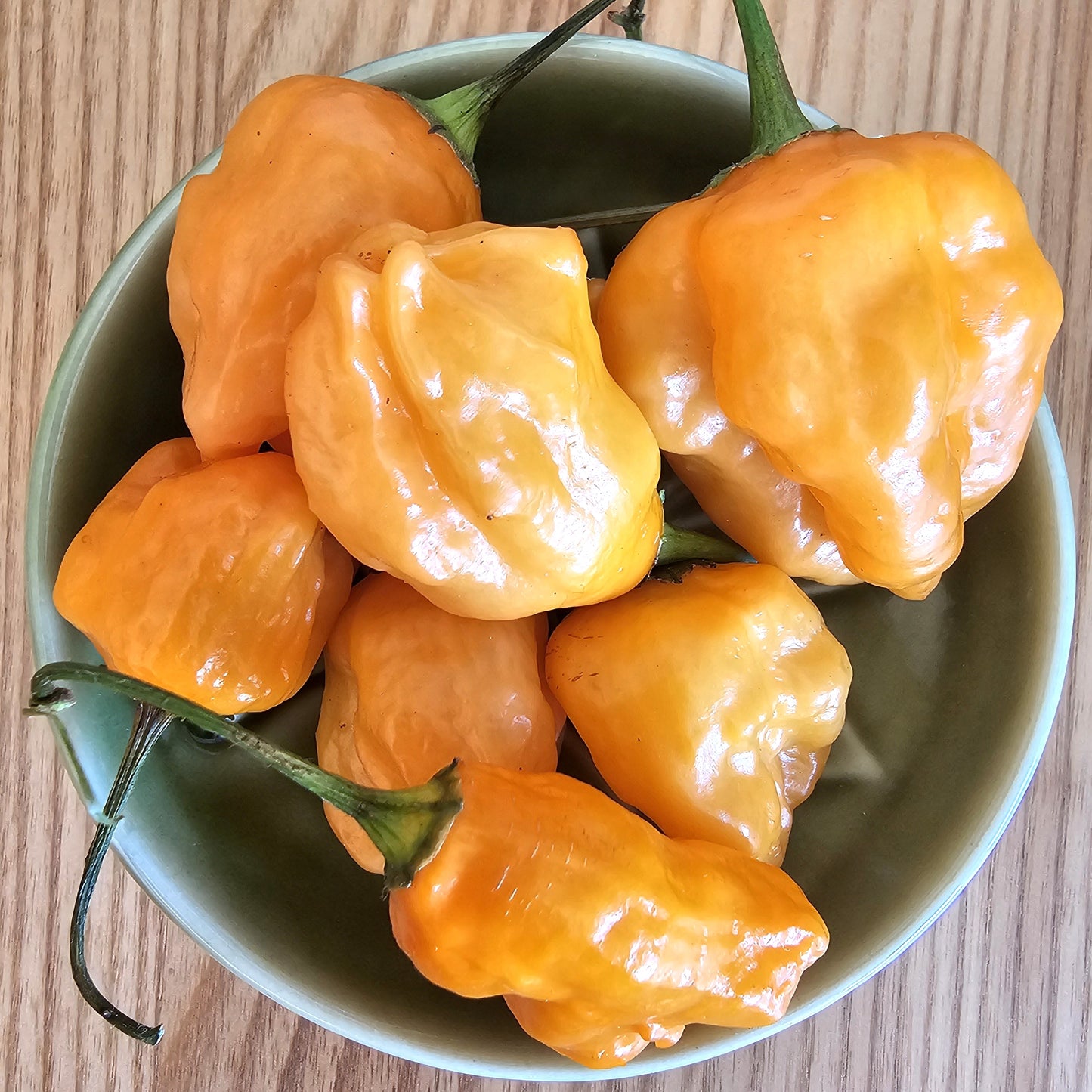Aji Mango Stumpy - Heirloom Chilli