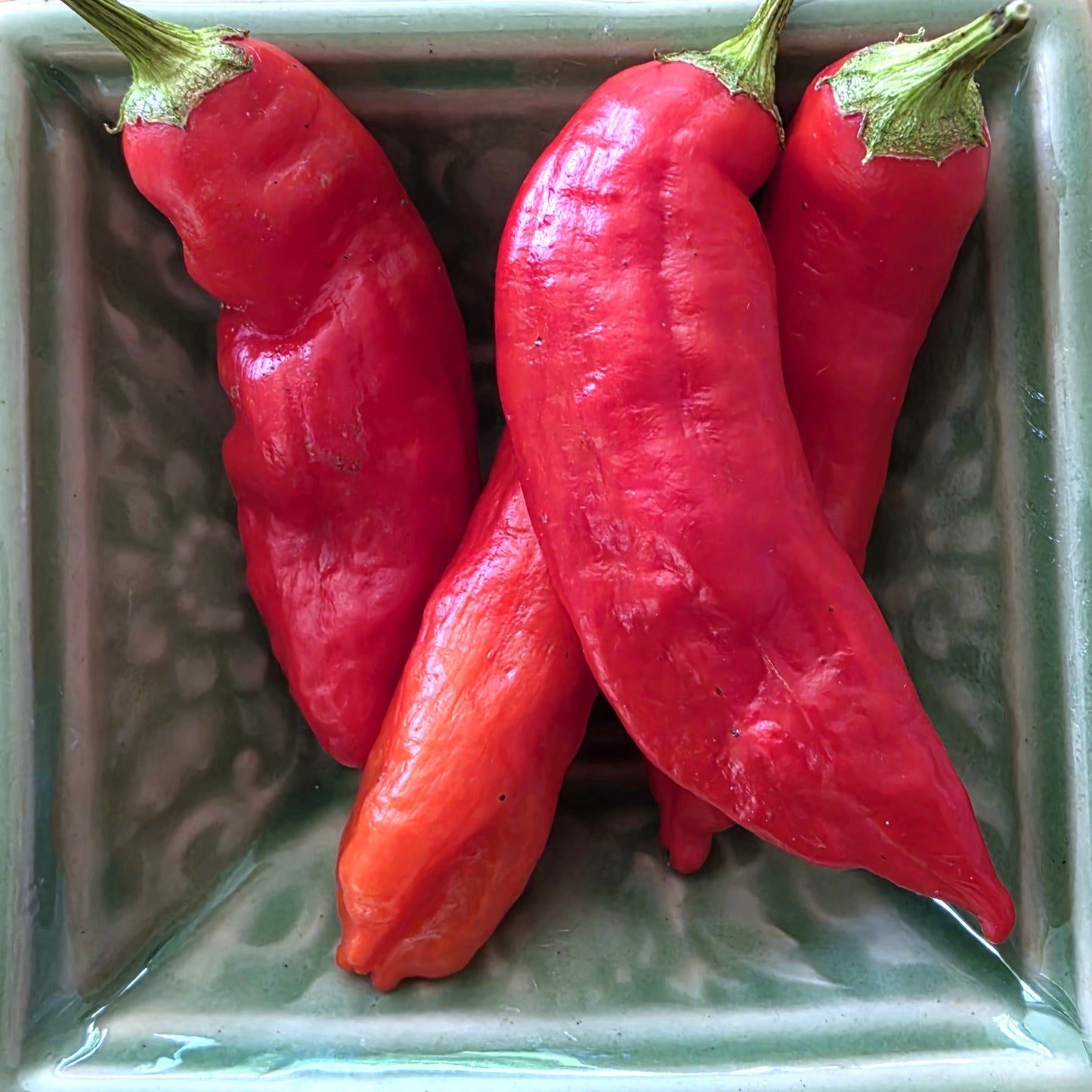 Aji Peanut - Heirloom Chilli