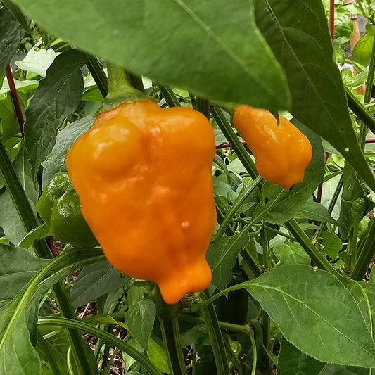 Aji Mango Stumpy - Heirloom Chilli