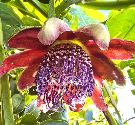 Passionfruit - Sweet Alata