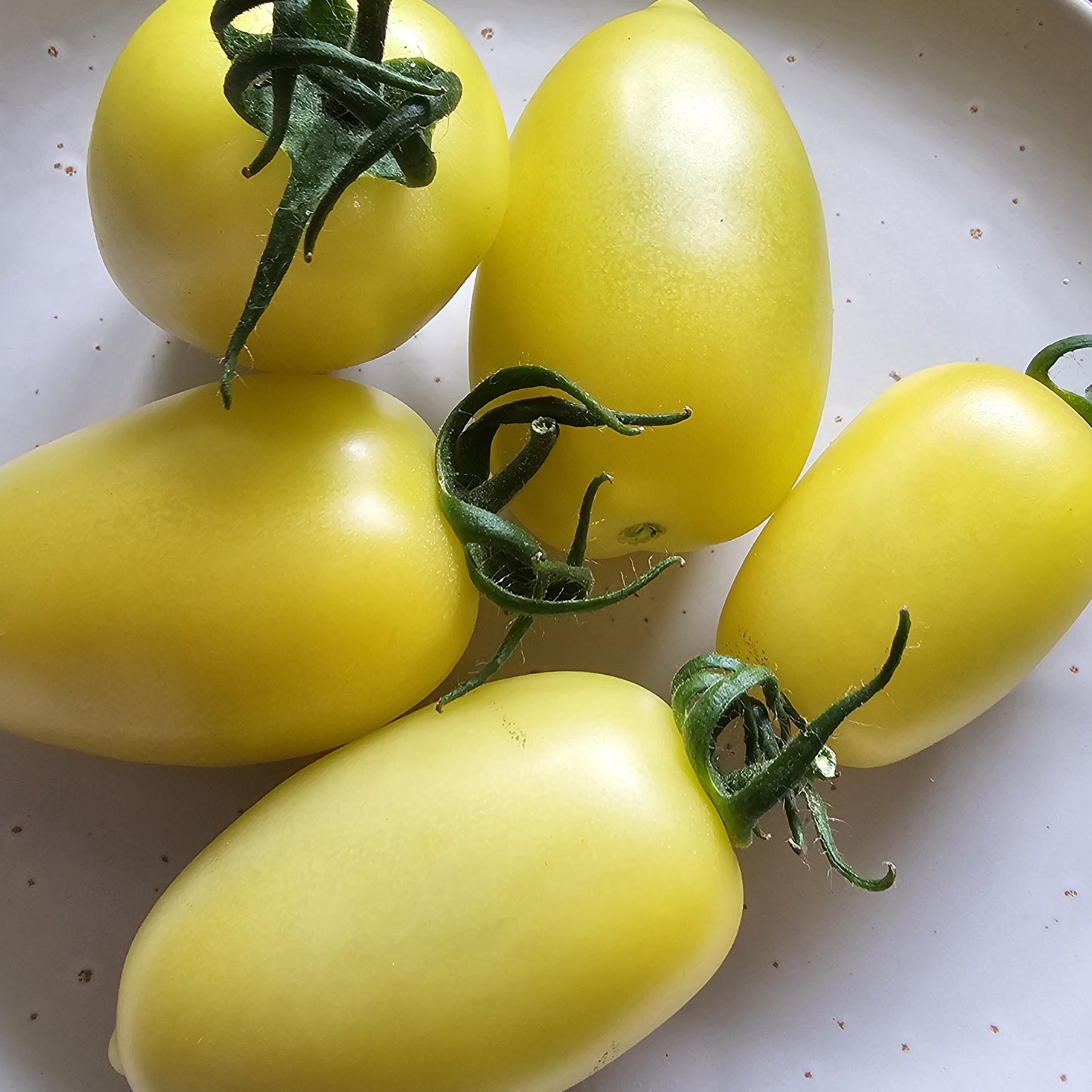 Banana Legs - Heirloom Tomato