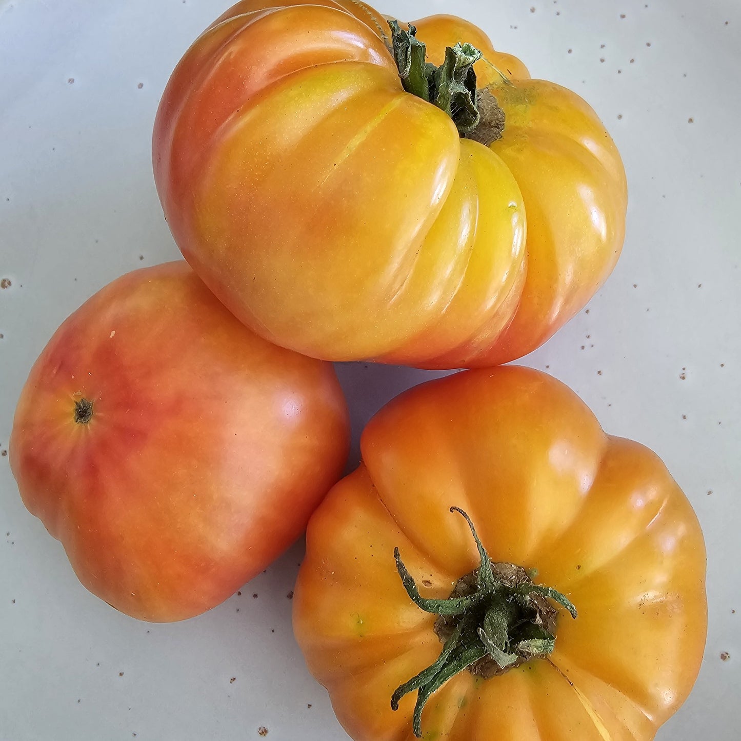 Big Rainbow - Heirloom Tomato
