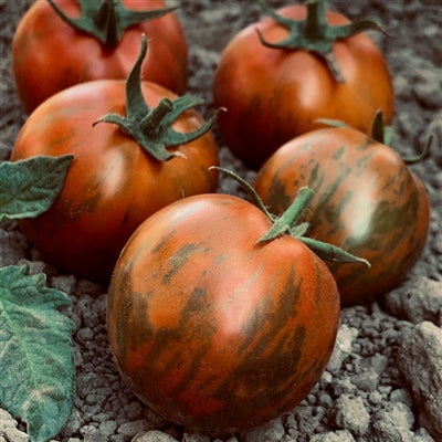 Black Zebra - Heirloom Tomato