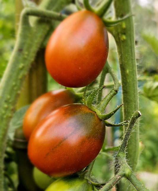 Black Plum - Heirloom Tomato