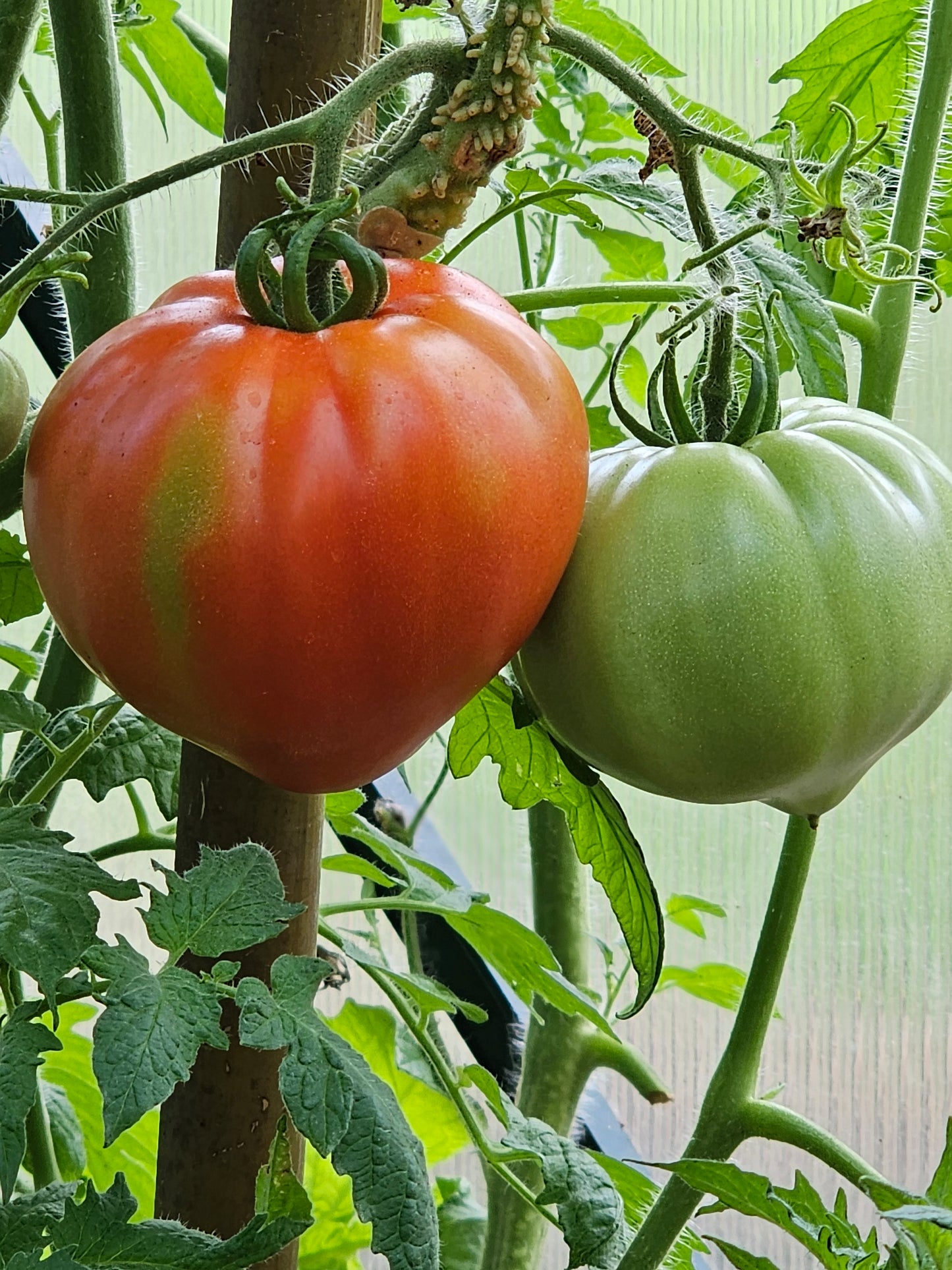Box Car Willie - Heirloom Tomato